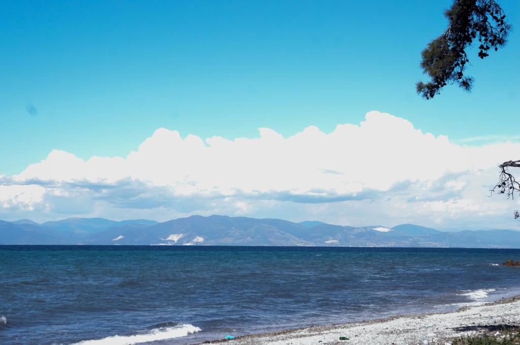 Vlachogiannis Prinos (Thasos)