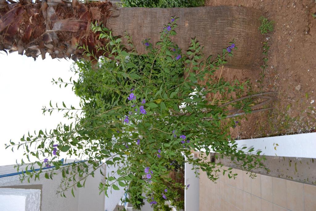 Aparthotel Karavos Archangelos (Rhodes)