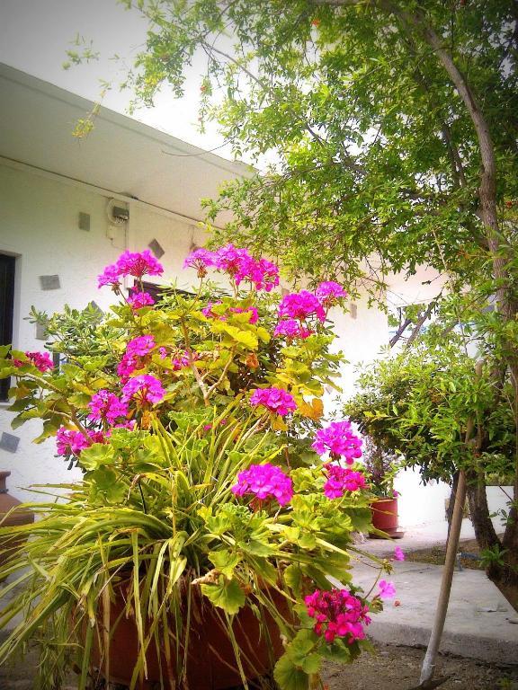 Thalassa Apartment Faliraki