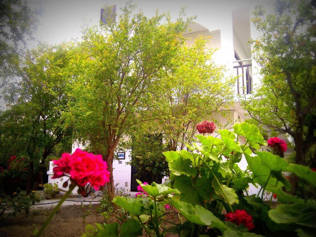 Apartment Thalassa Faliraki
