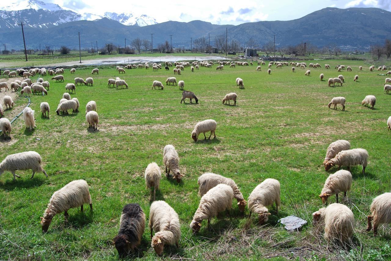 Village Cretan Agrotourism Hotel
