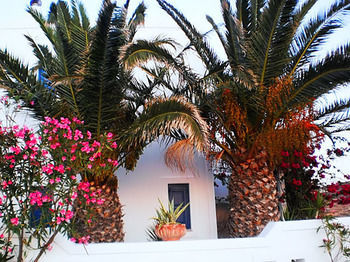 Haroula
