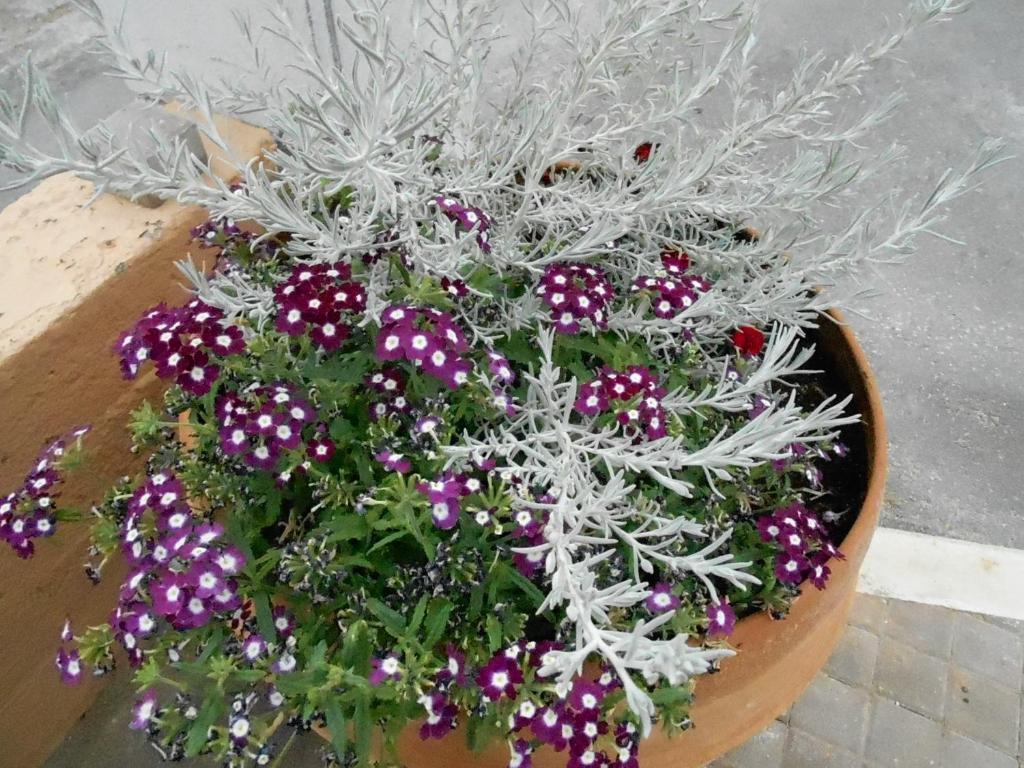 Nanakis Aparthotel Stavros (Crete)