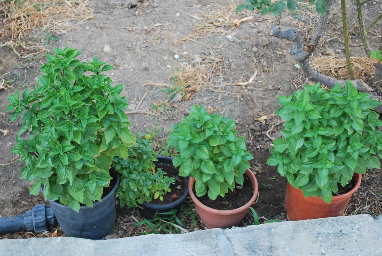 Anixi * Astypalaia