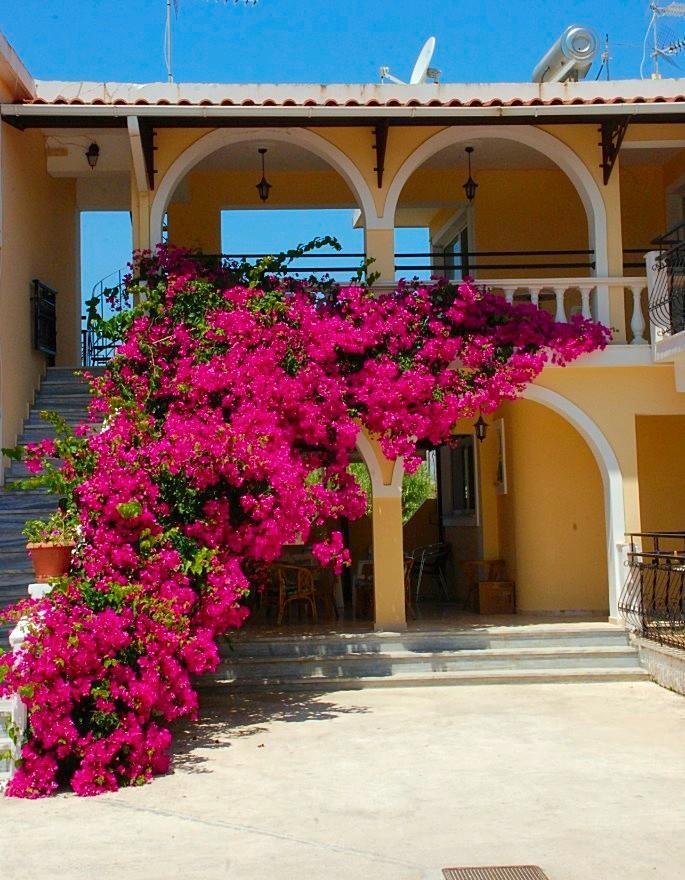 Zante 523
