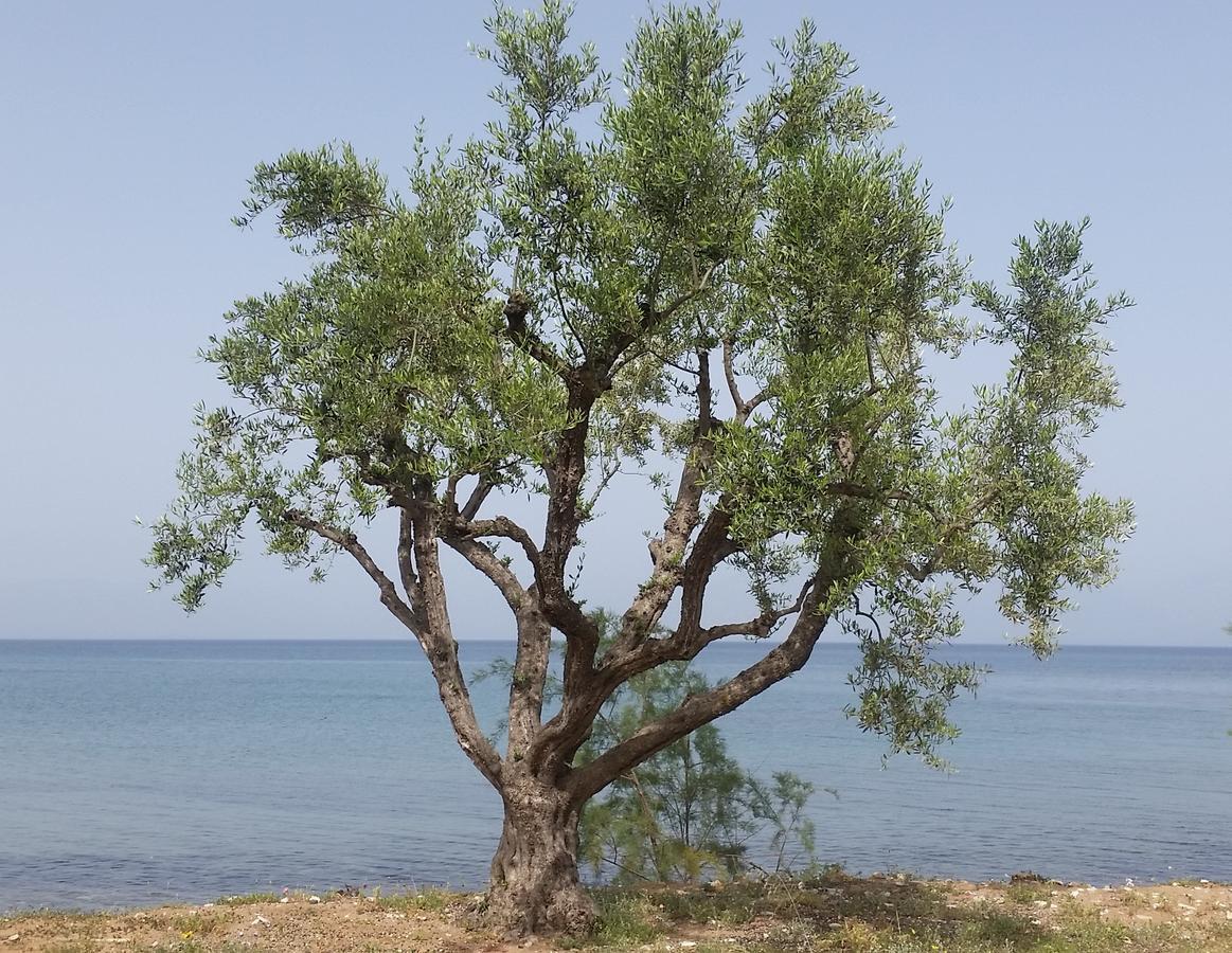 Meli Seaside