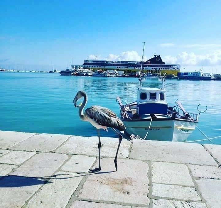Apartment Memories Zakynthos Town