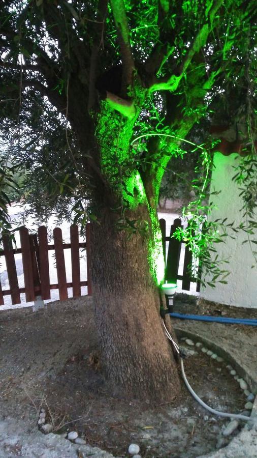 Olive Tree *