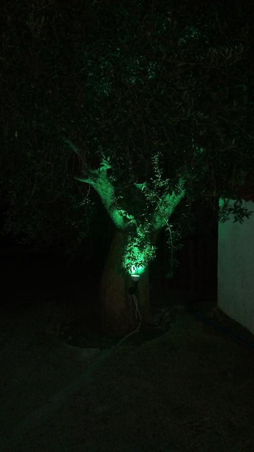 Apartment Olive Tree
