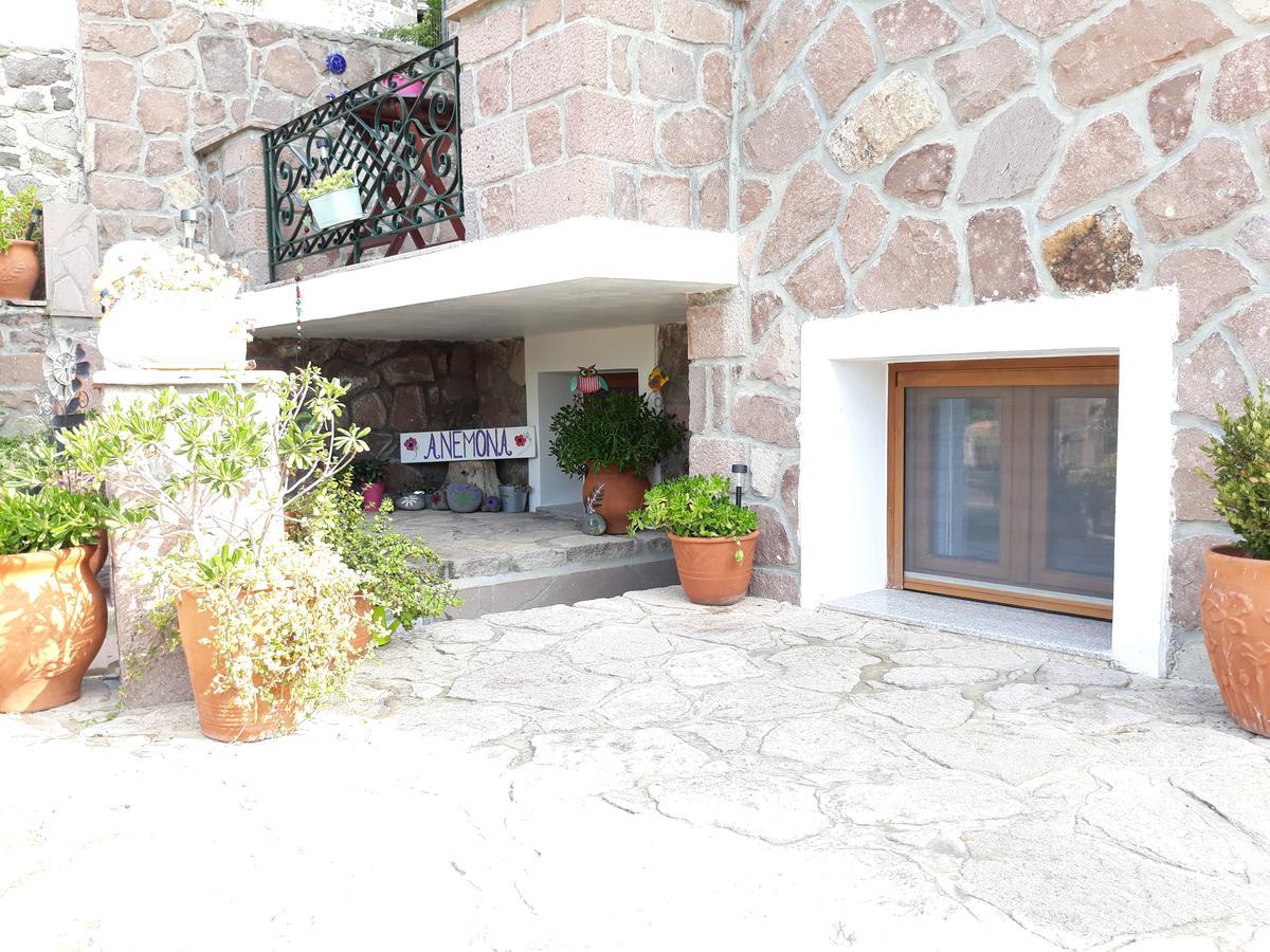 Anemona Mithymna