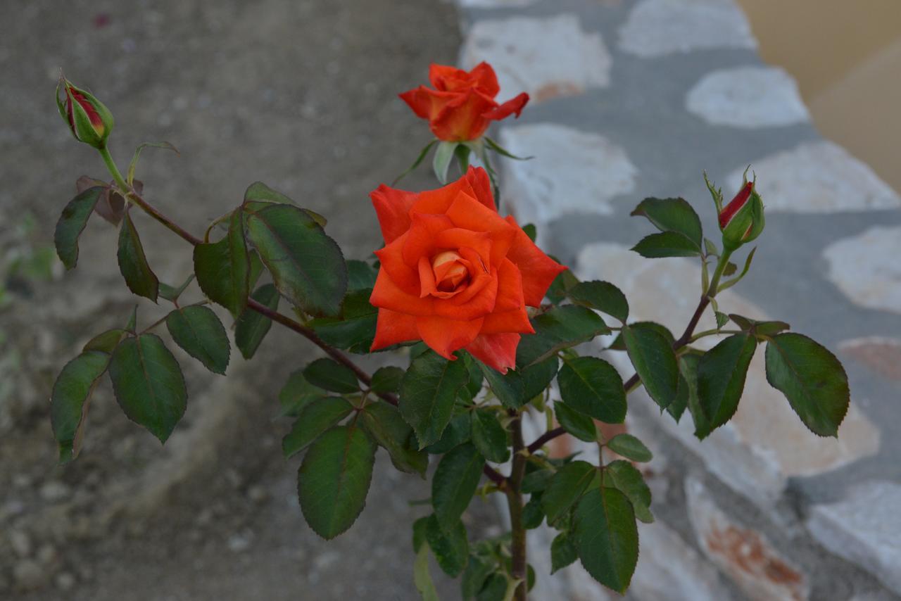 Guest house Sunshine Naxos City