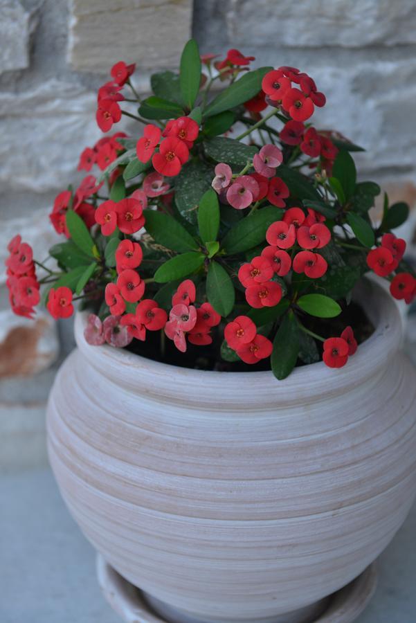 Guest house Sunshine Naxos City