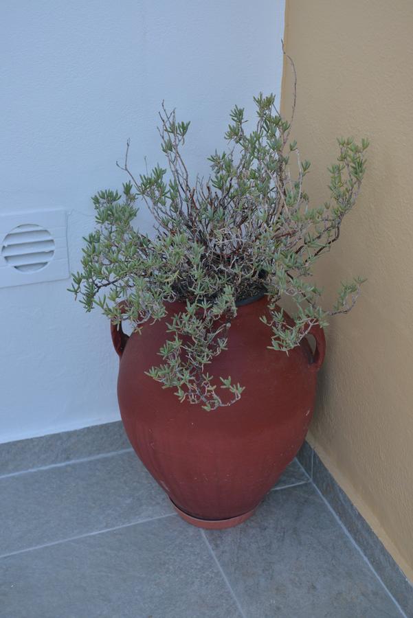Sunshine Guest house Naxos City