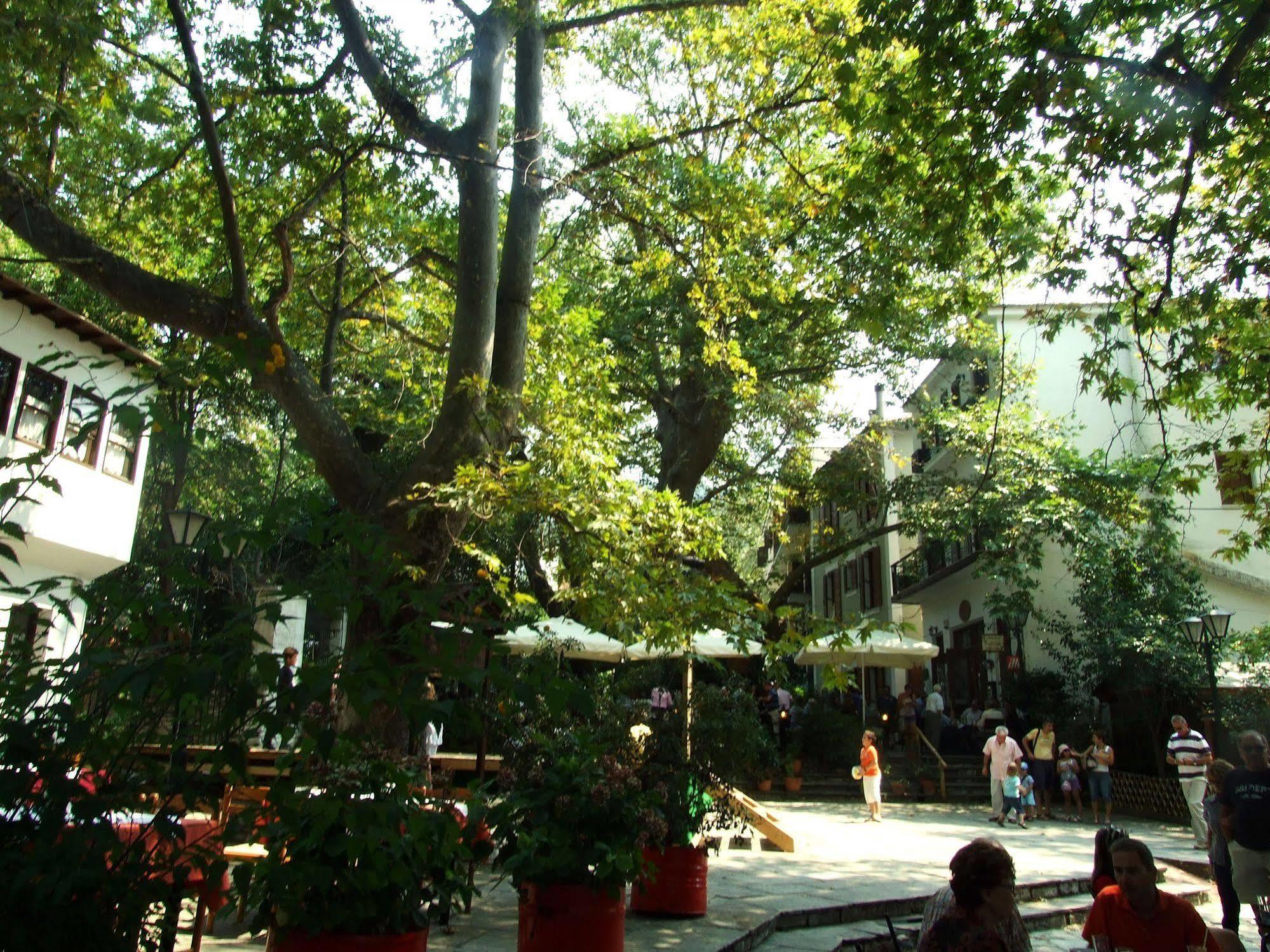 The Lotus Tree Archontiko & Activity