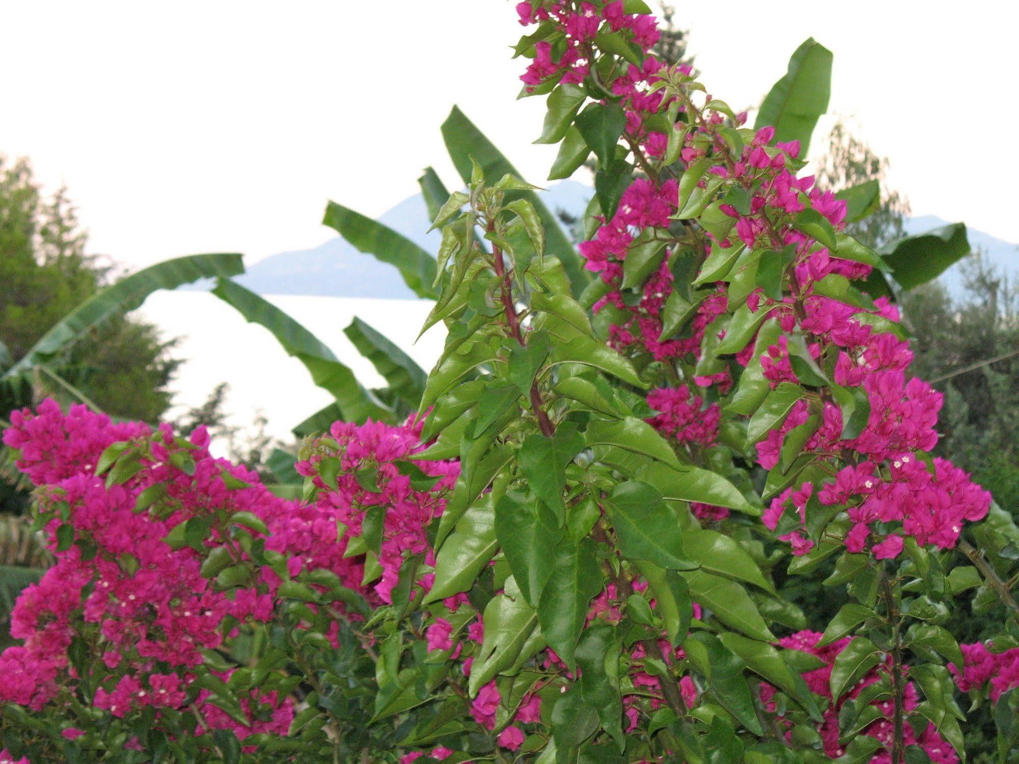 Angelica Epidaurus