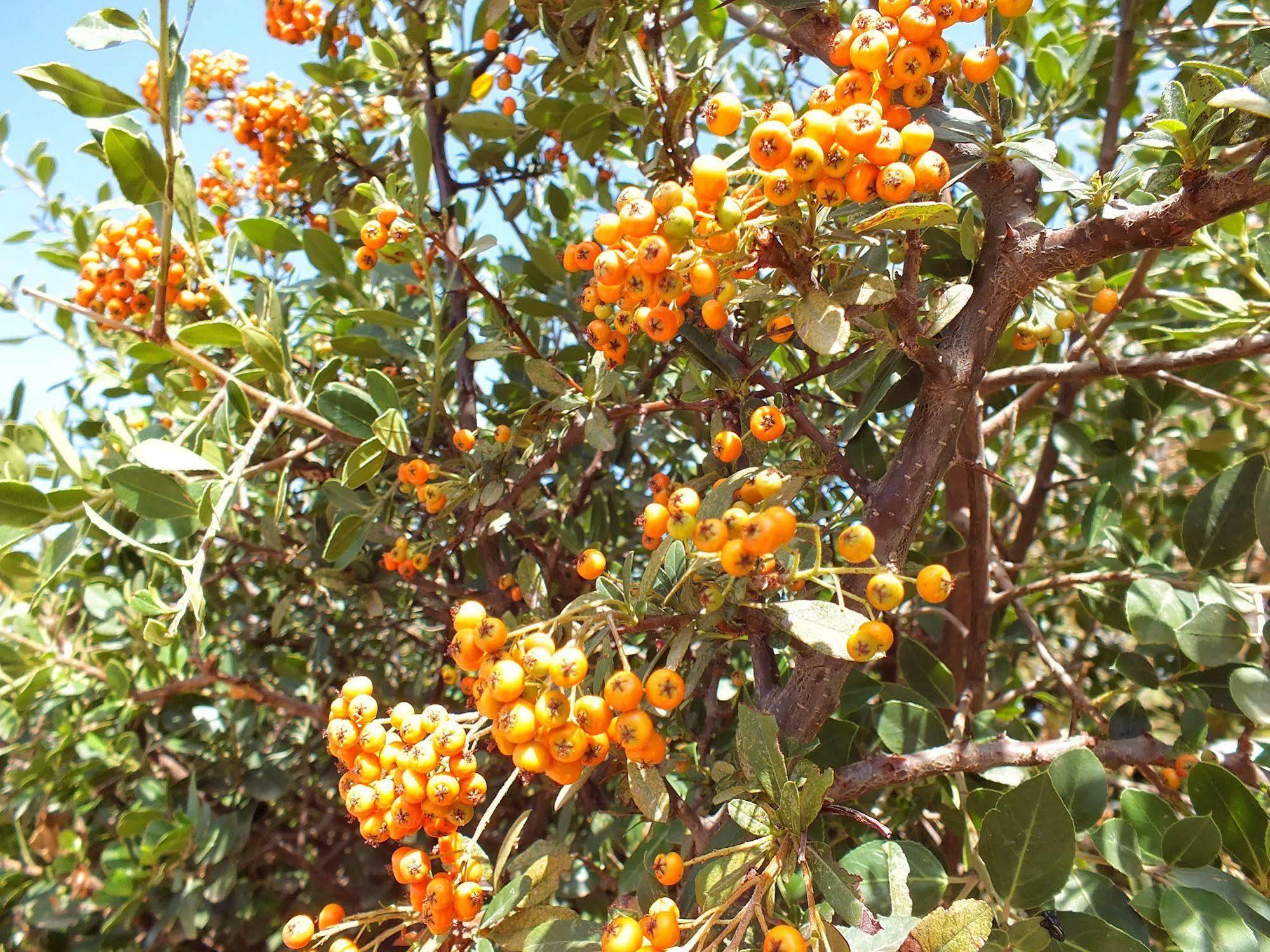 Golden - & Hersonissos (Crete)
