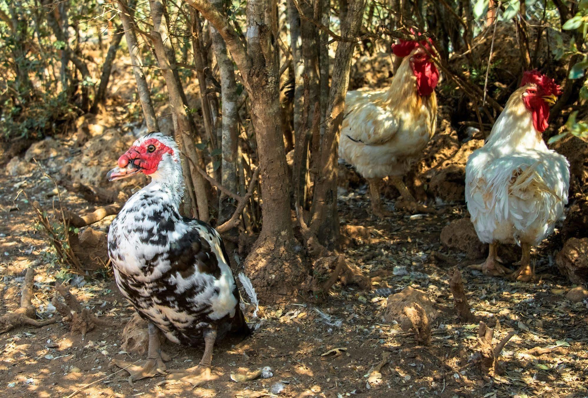 Eumelia Organic Agrotourism Farm & Sparta