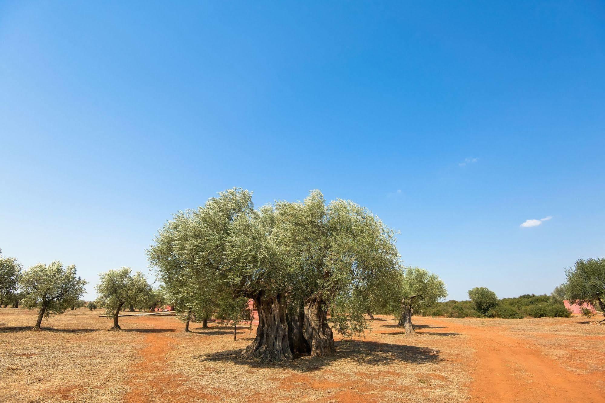 Eumelia Organic Agrotourism Farm & Farm stay Sparta