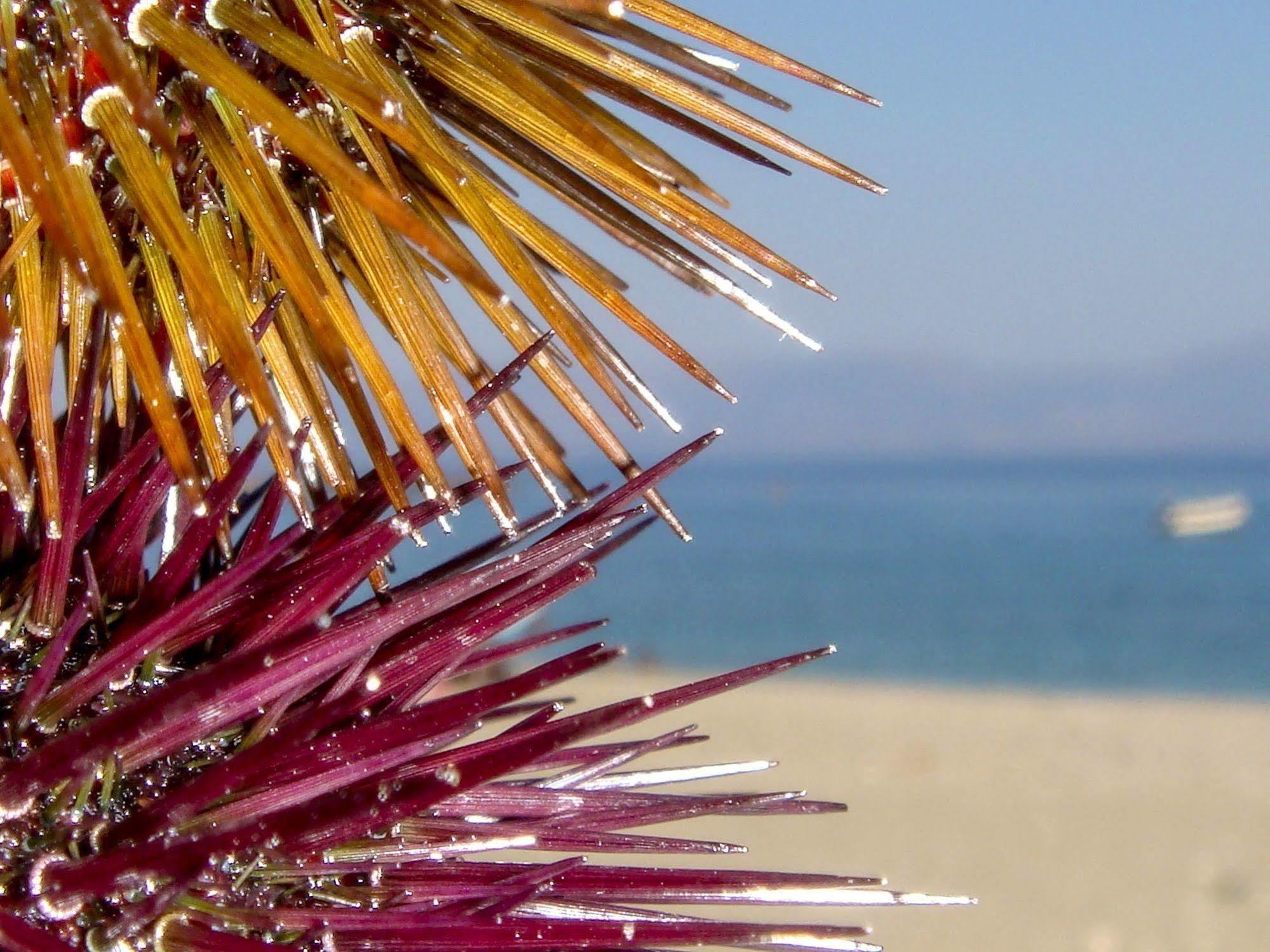 Alpha Stegna Sun 2* Archangelos (Rhodes)