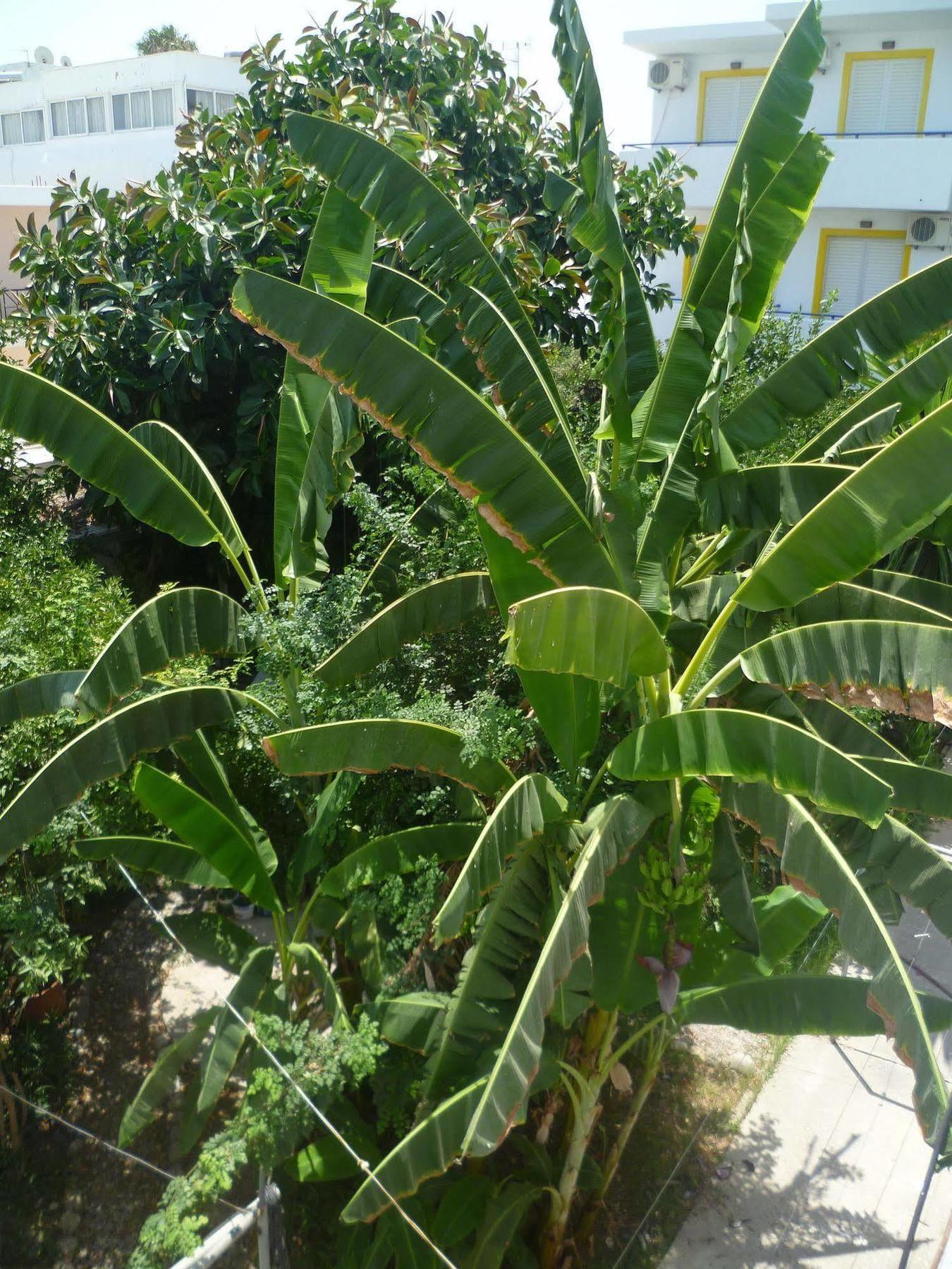 Mamouzelos