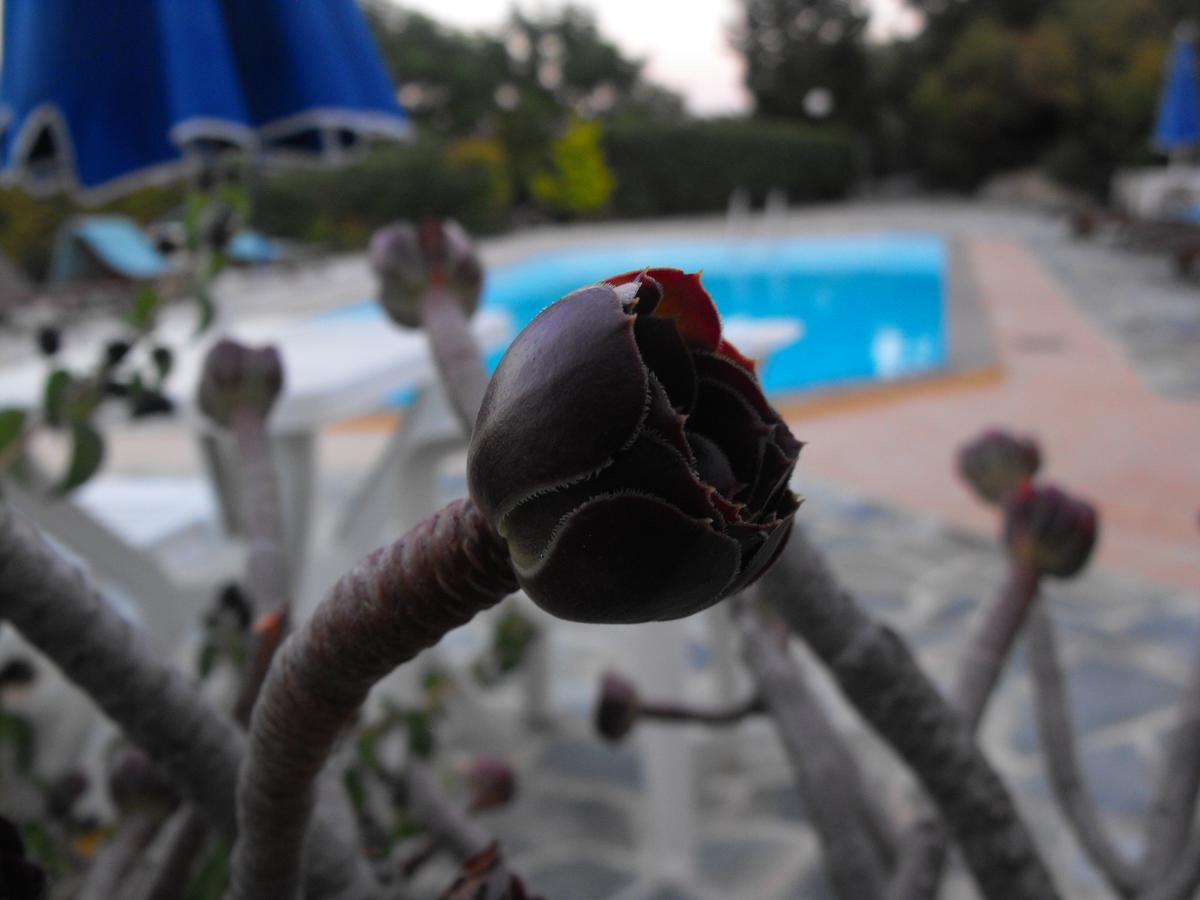 Hotel Flisvos Zakynthos Town