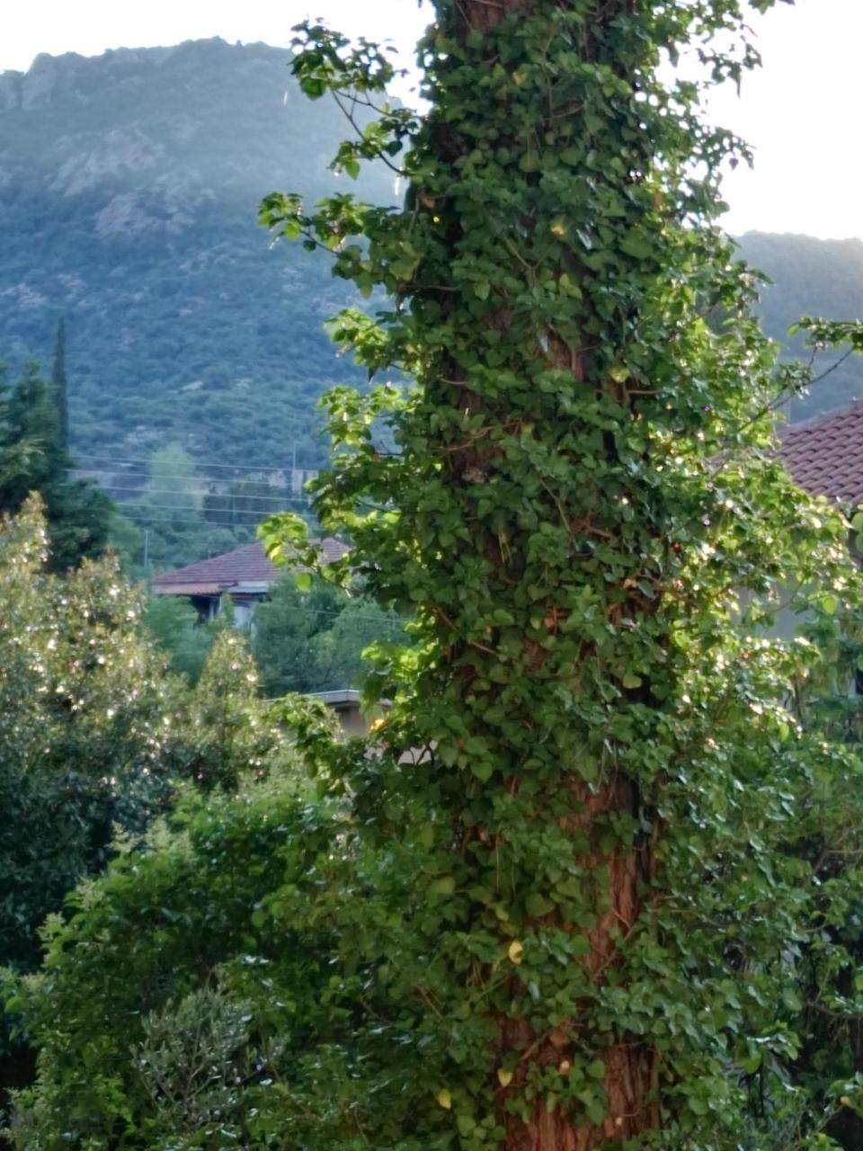Ambra