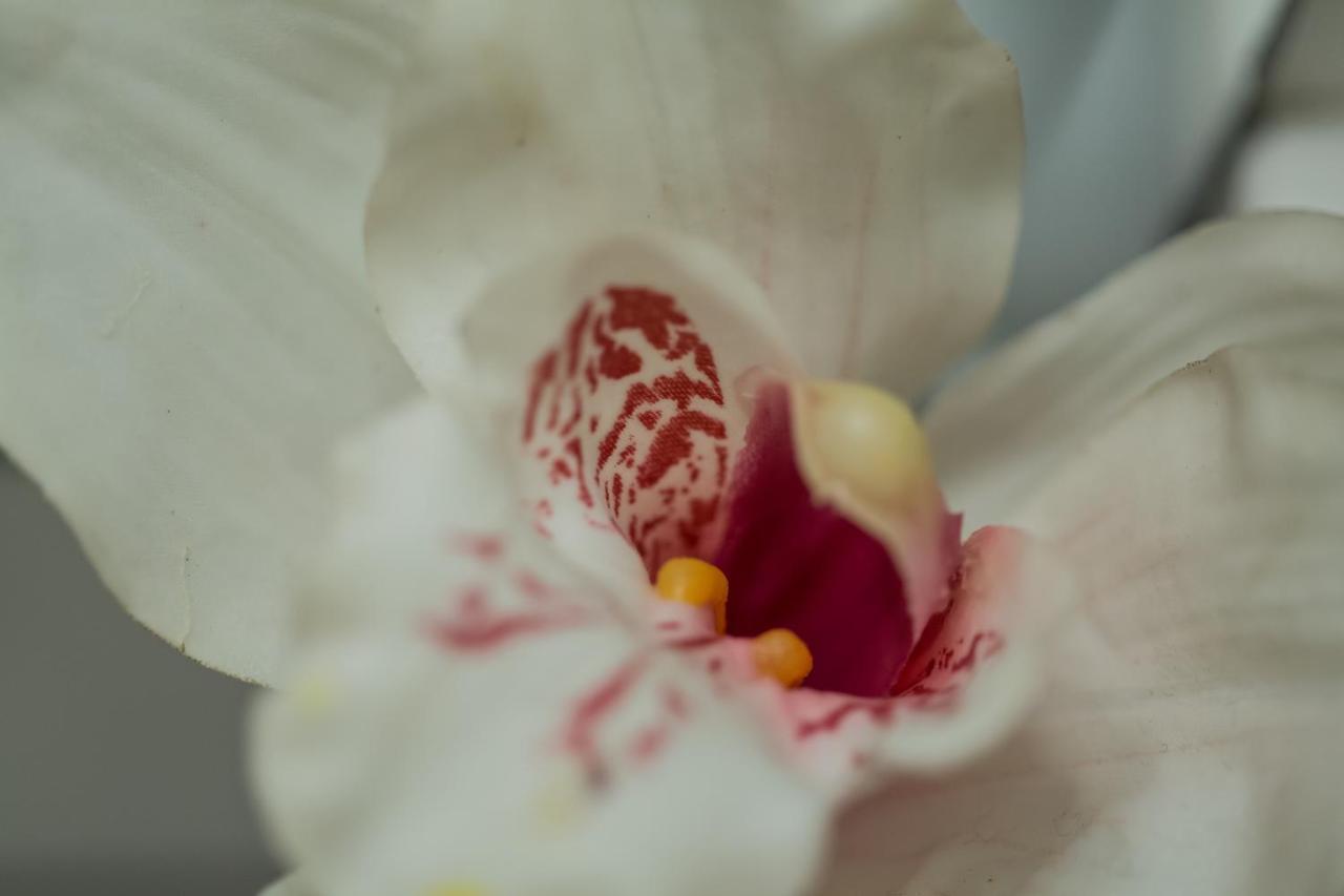Iris Garden Retreat Corinth