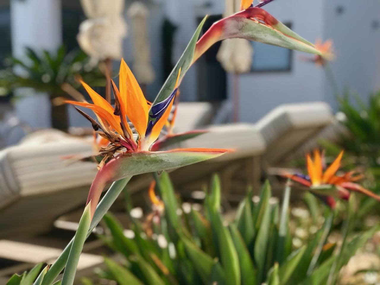 Creta Blue Luxury Collection (adults Only) 4*