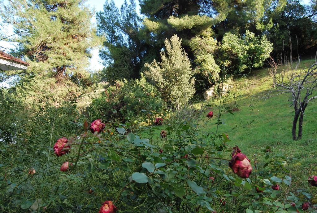Orama Vasilika (Evia)