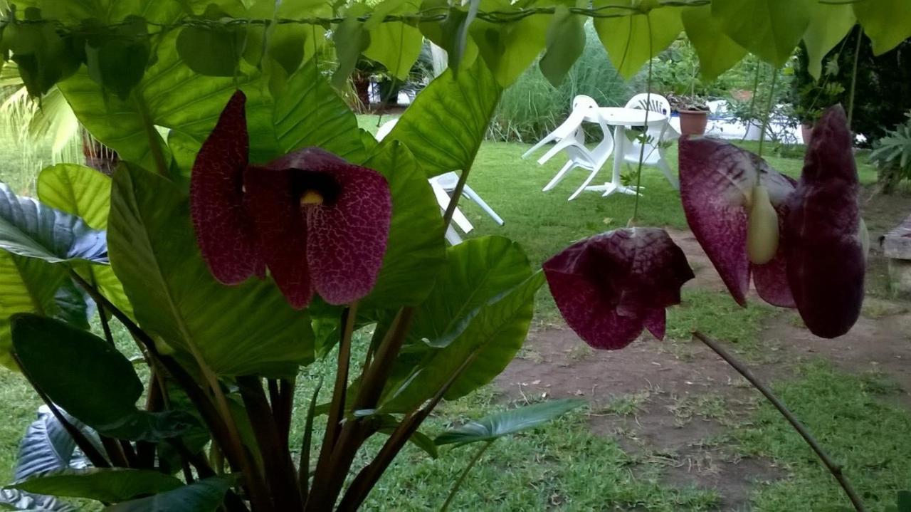 Baha-ammes * Svoronata