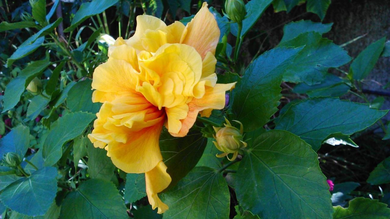 Baha-ammes * Svoronata