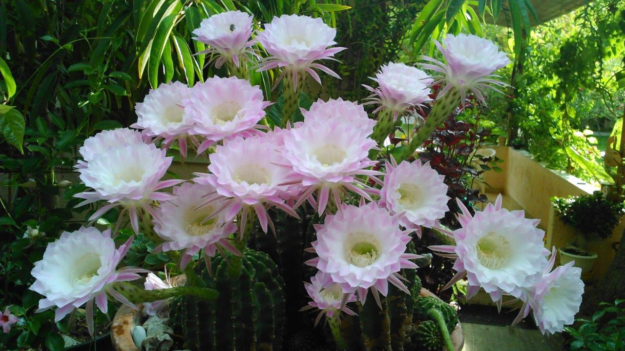 Baha-ammes * Svoronata