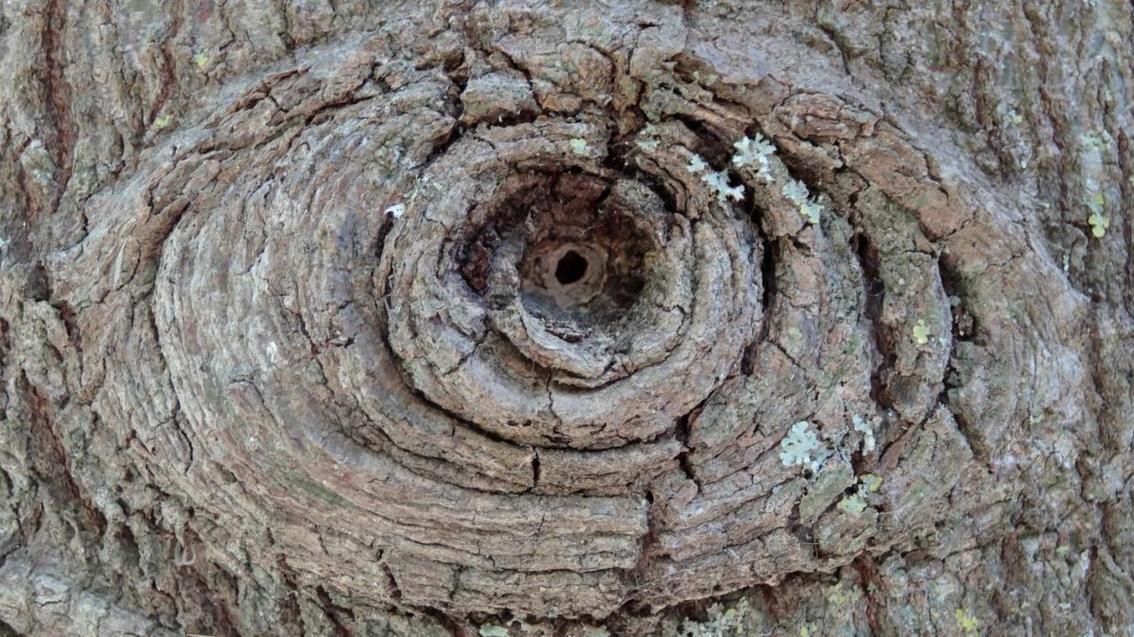 Baha-ammes Svoronata