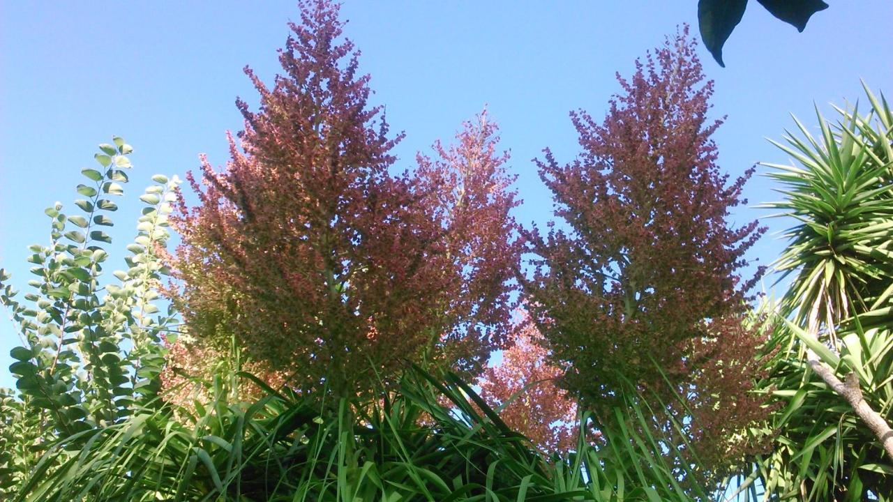 Baha-ammes Svoronata