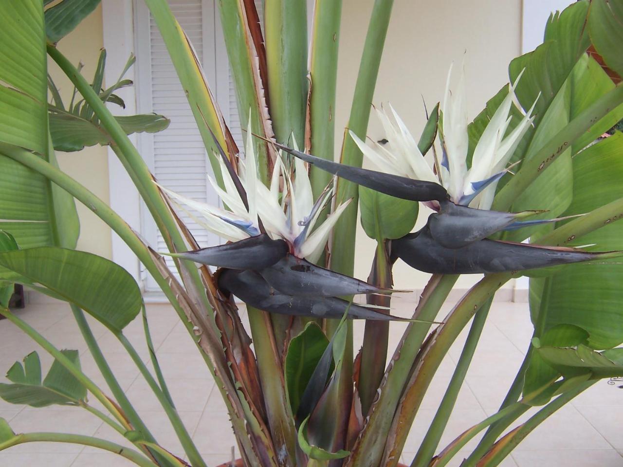 Baha-ammes Svoronata