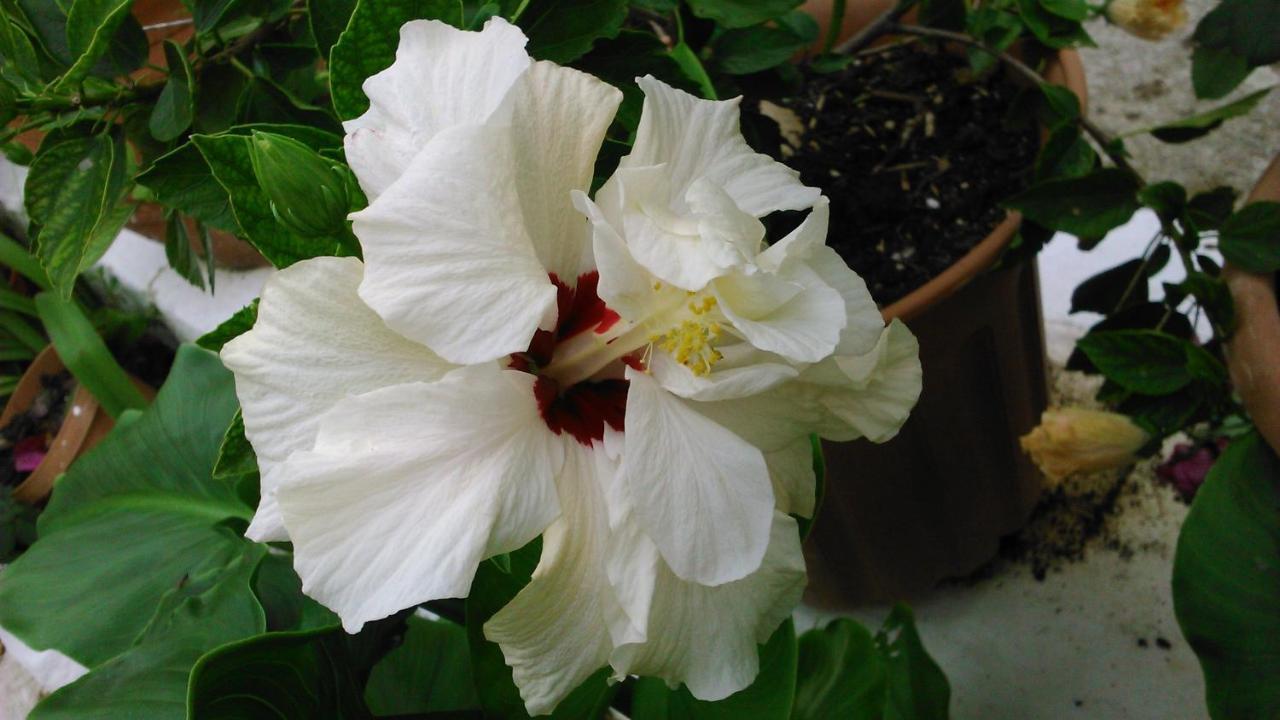 Baha-ammes Svoronata