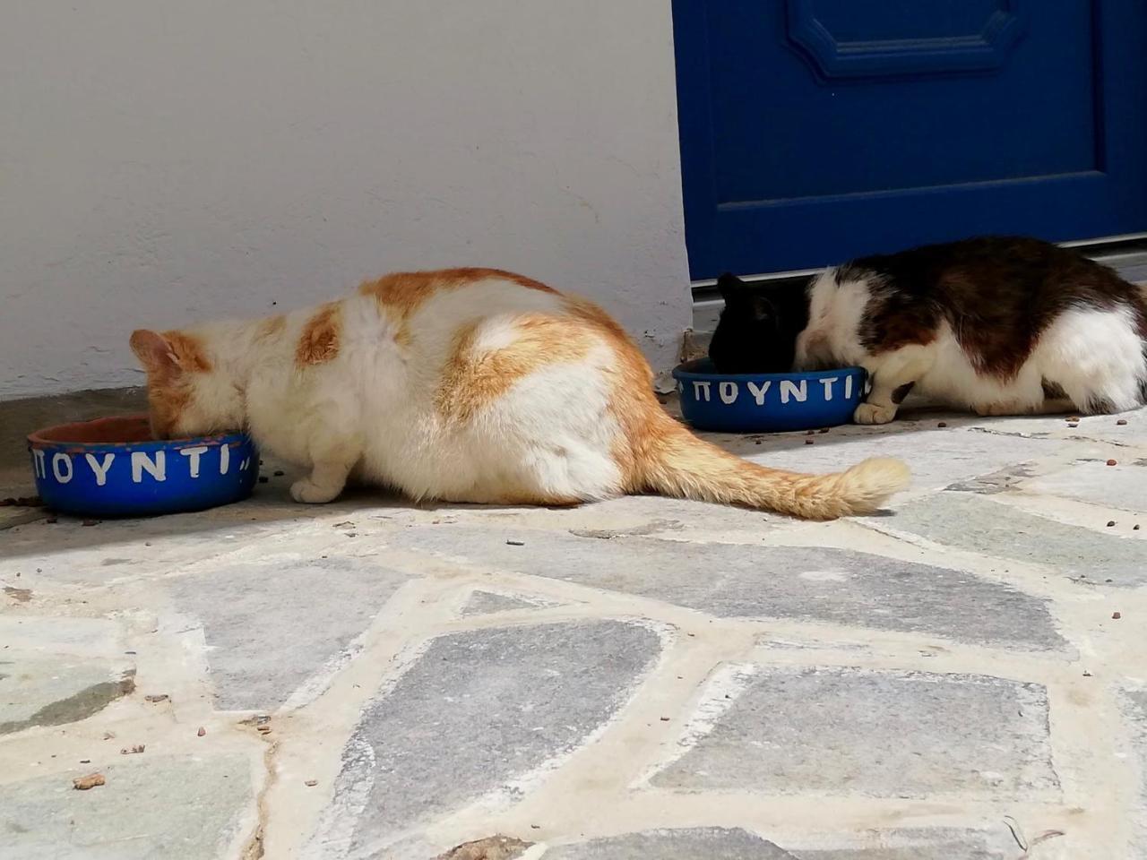 Pounti *
