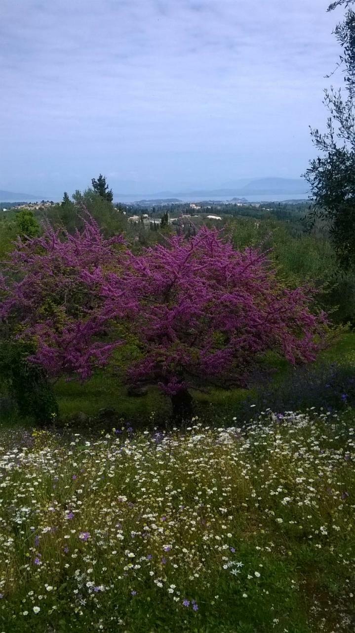 Kardami -country House Holiday home Agios Gordios (Corfu)