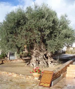 Nea Kydonia &