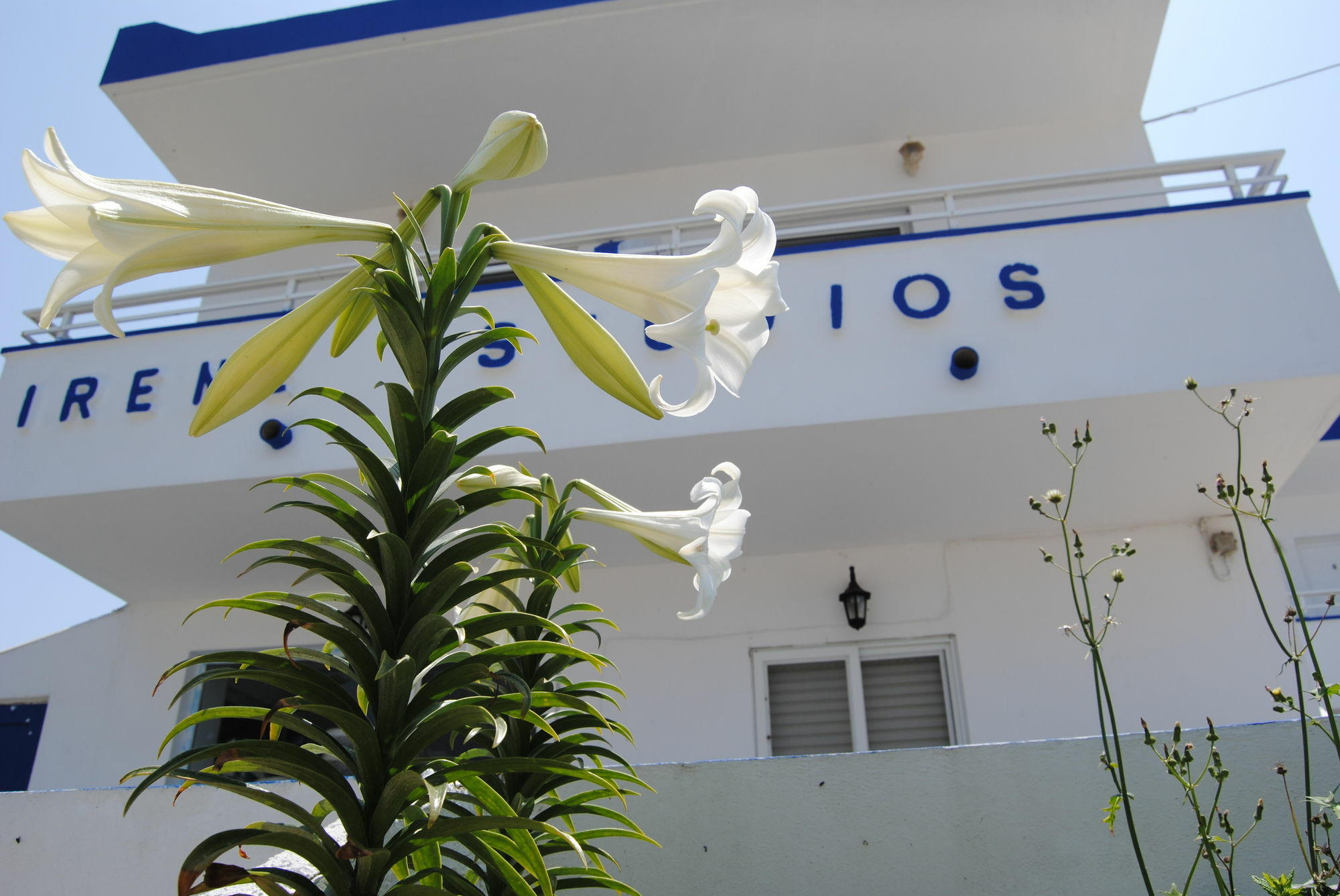 Irene * Kefalos (Kos)
