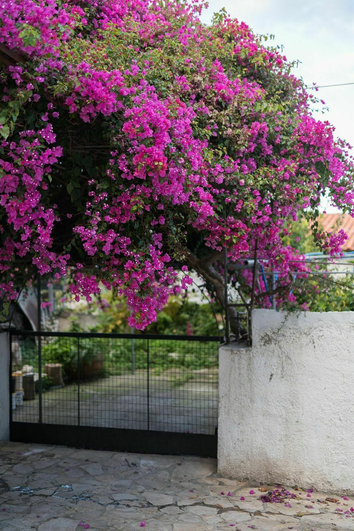 Jasmine * Rethymno (Crete)