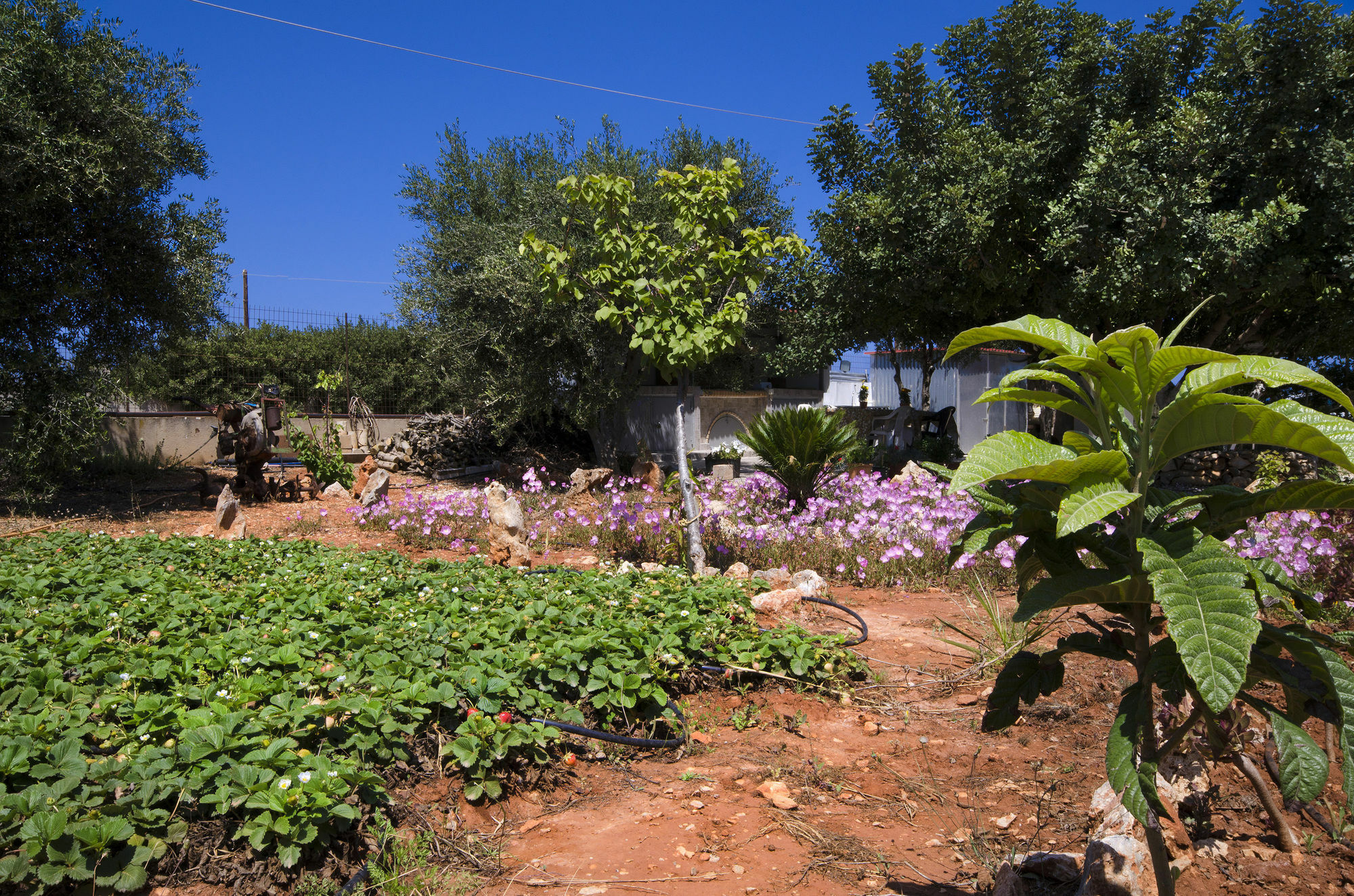Skamagkas G. Apartment Stavros (Crete)
