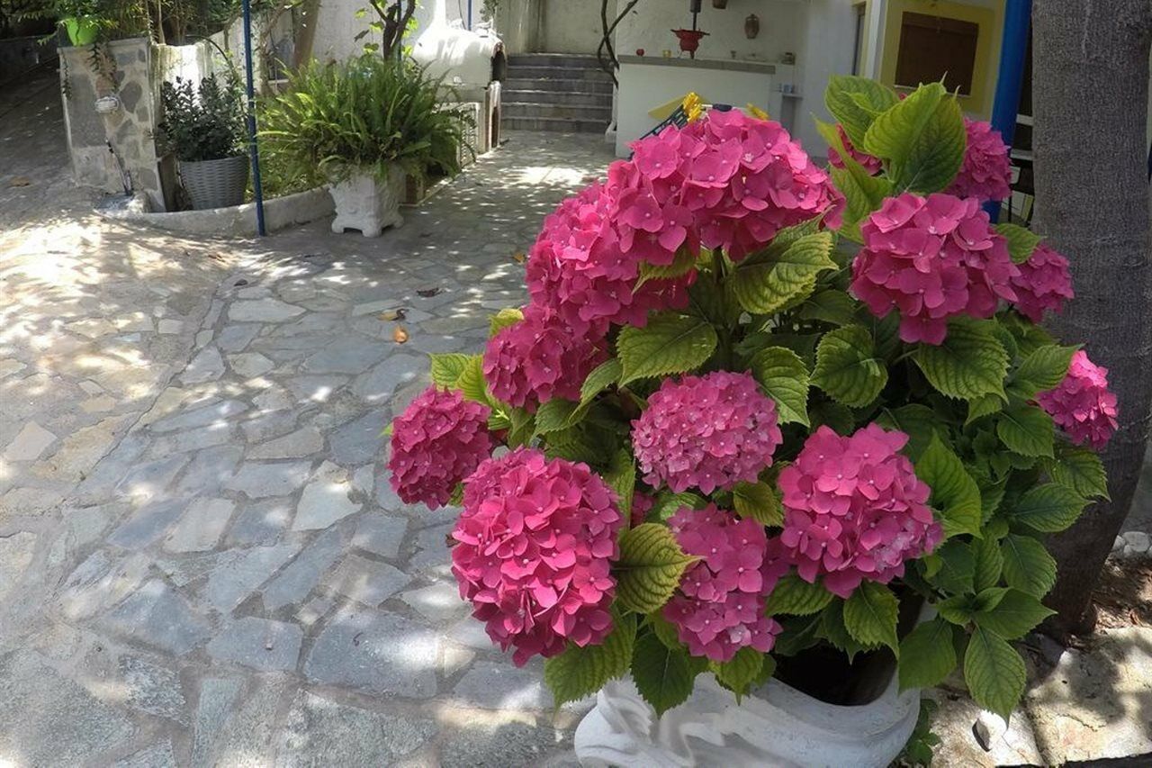 Zafiria Agios Konstantinos (Samos)