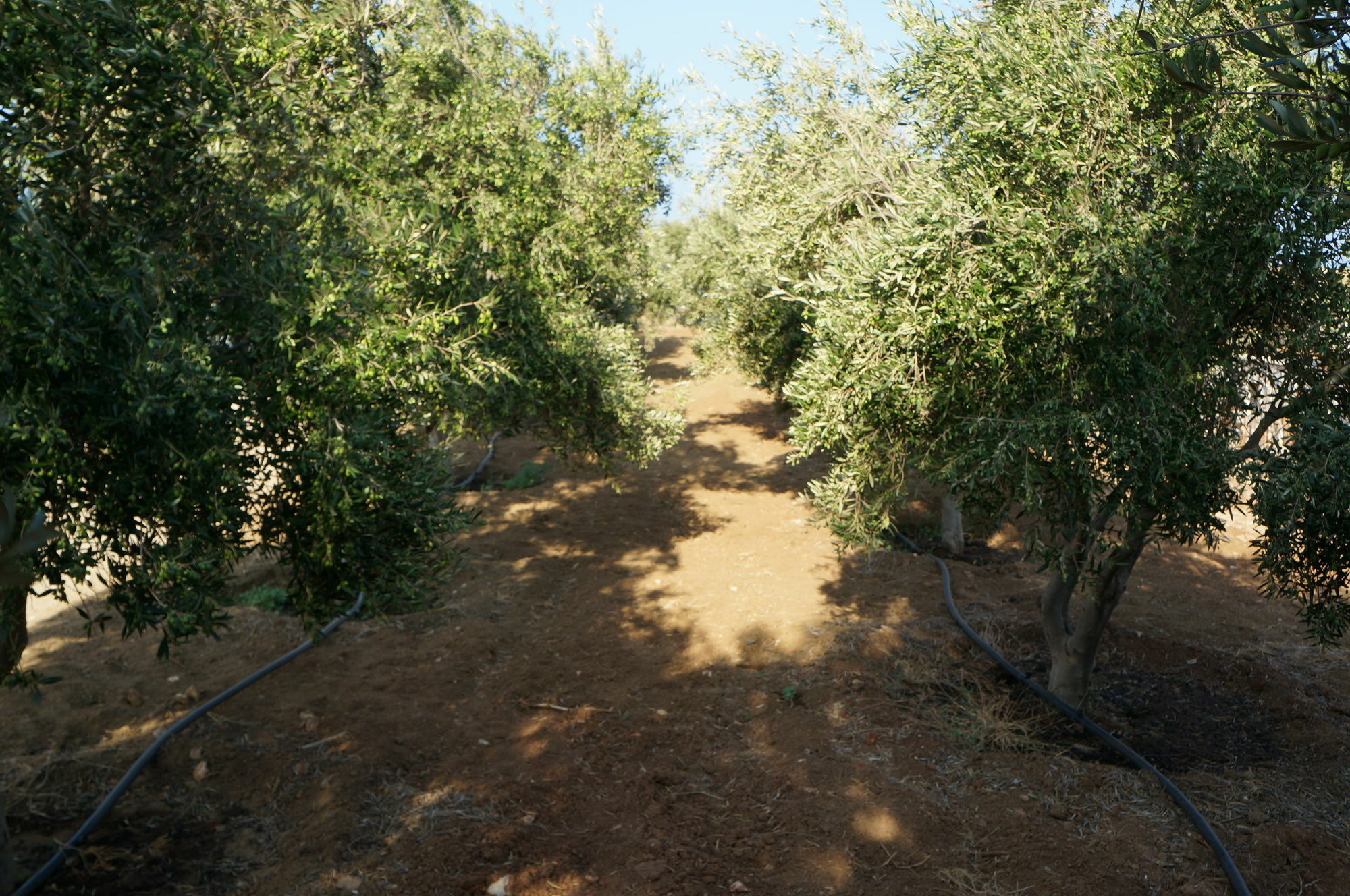 Hotel Pyrgaki Sun & Moon Luxury Suites