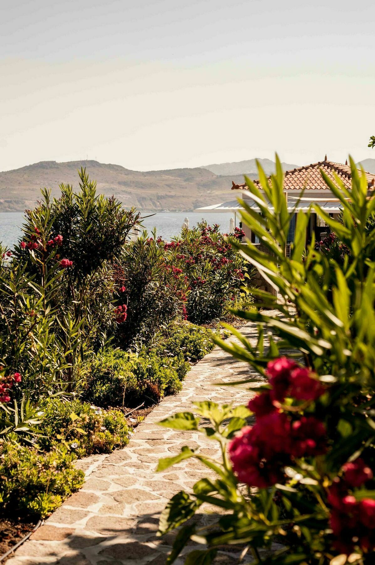 Little Bird Petra (Lesbos)