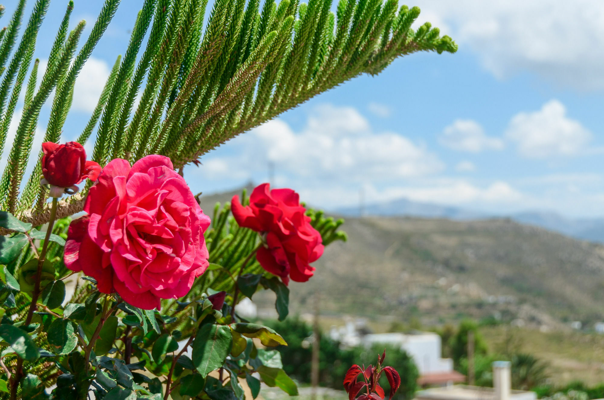 Villa Of Roses In Naxos - Private With Pool Naxos City