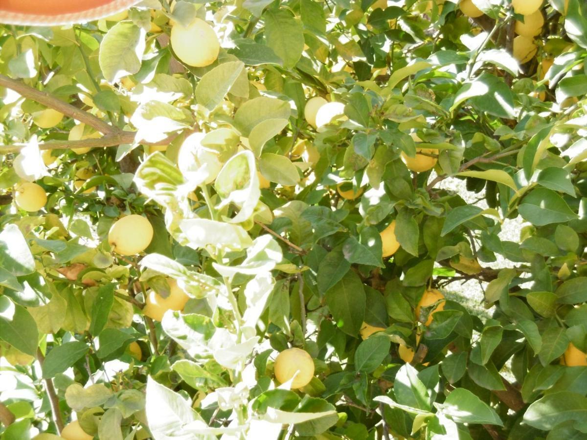 Lemon Tree * Anavyssos