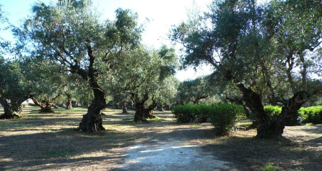 Theni Olive Grove * Kato Yerakarion