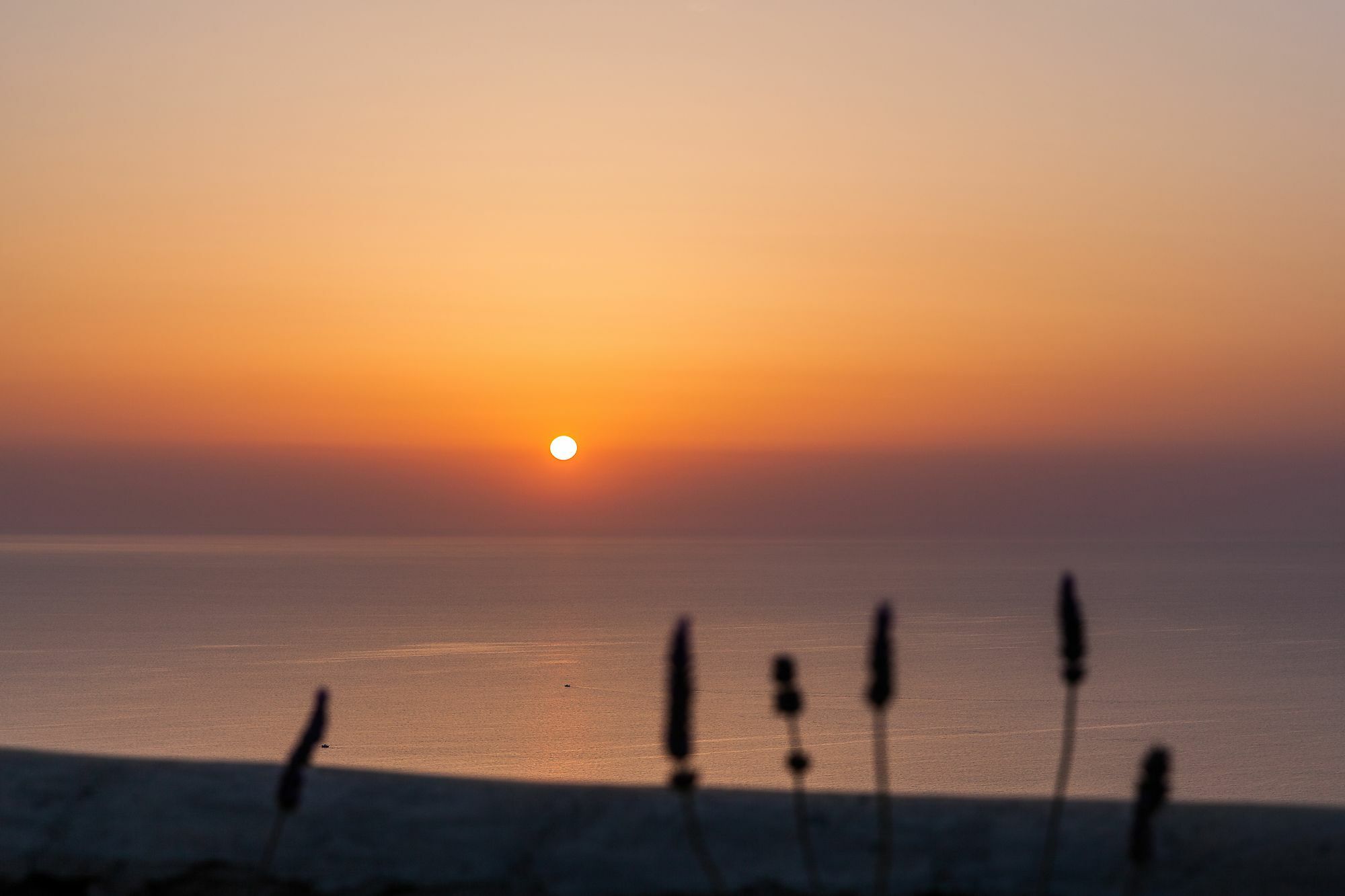 Vinea Santorini *
