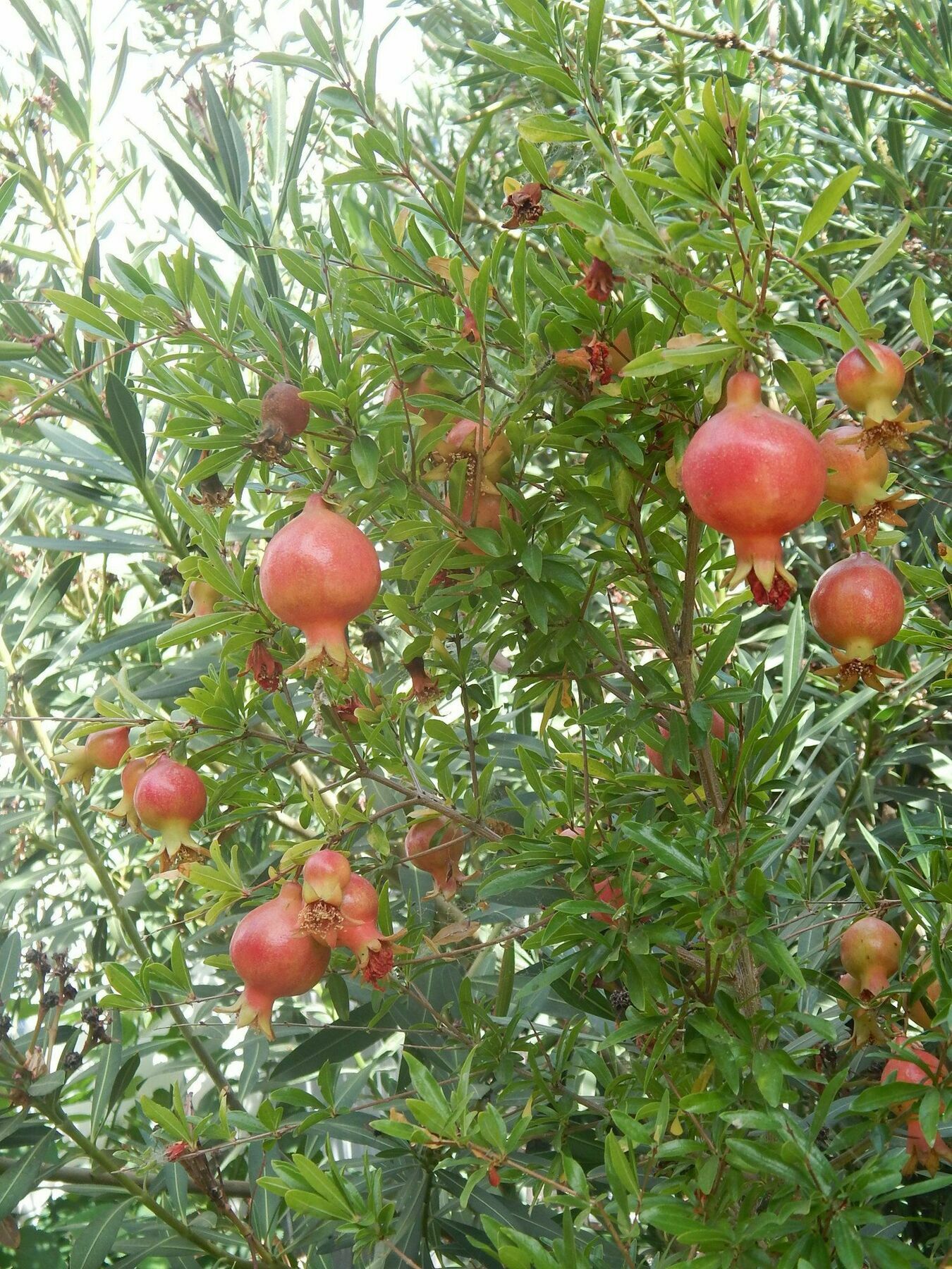 Gardens 2*